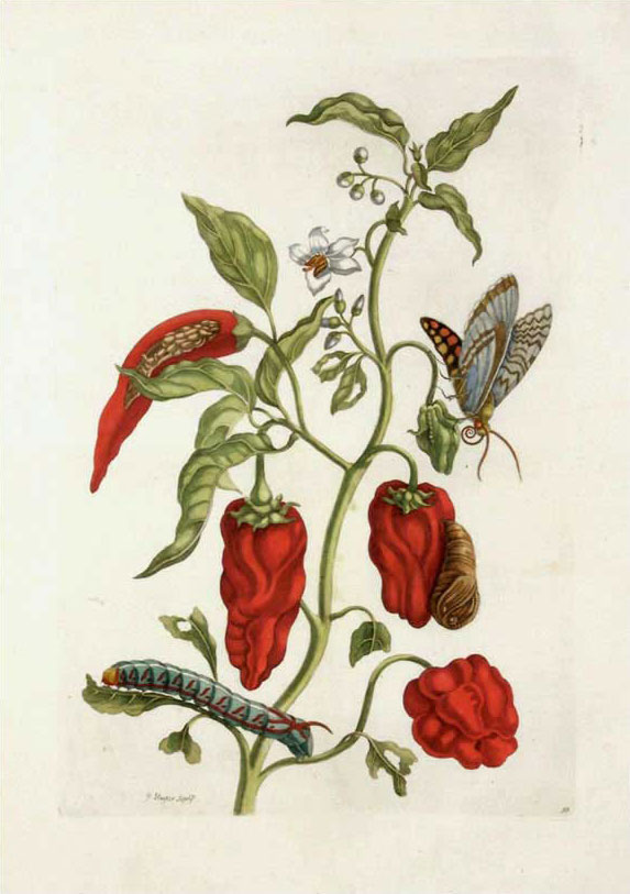 Maria Sibylla Merian Metamorphasibus Insectorum Surinamensium 