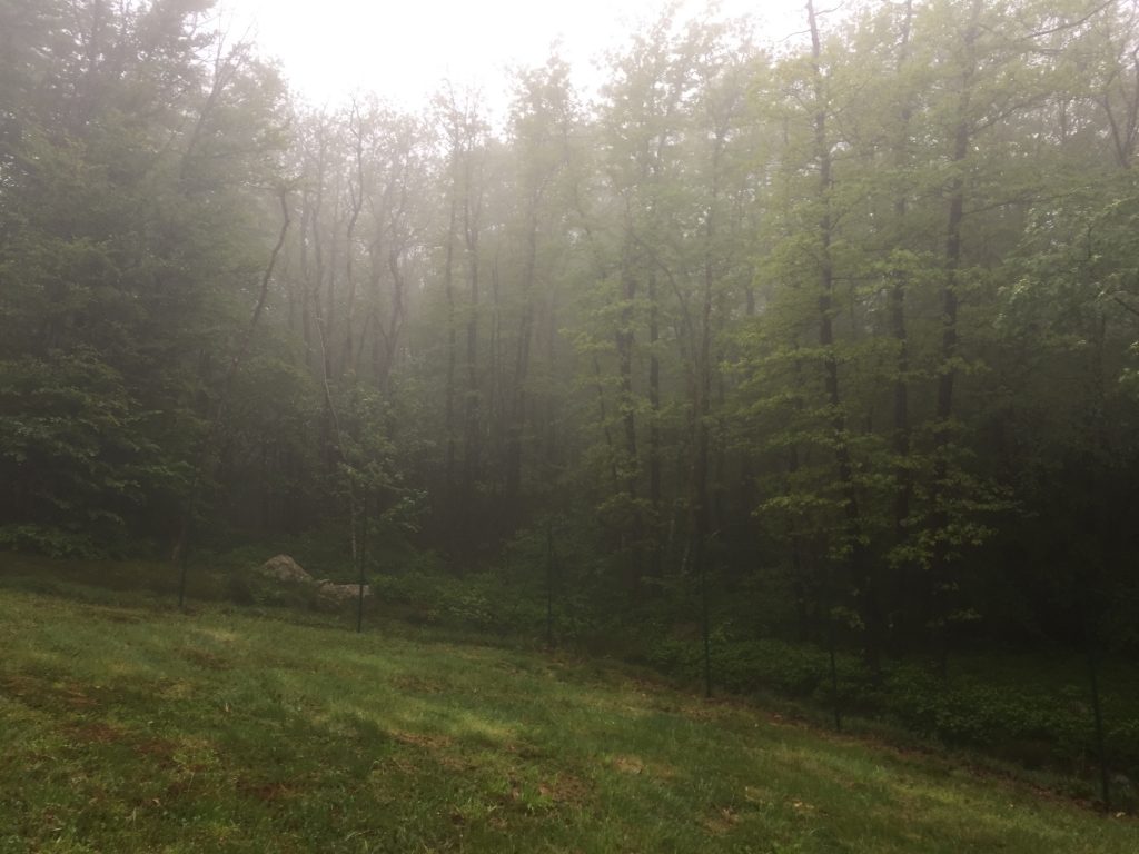 La source Rosée de la Reine à Lacaune